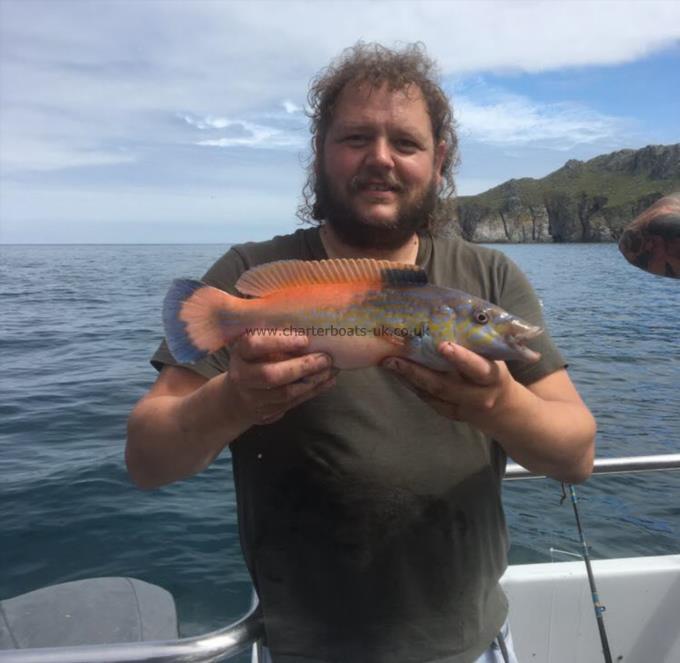 2 lb Cuckoo Wrasse by Unknown