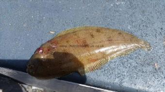 1 lb Dover Sole by Martin Emptage