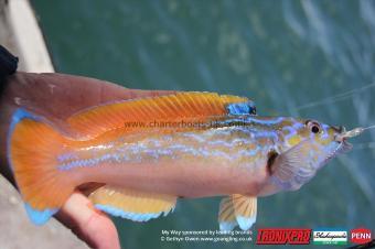 2 lb Cuckoo Wrasse by Ron