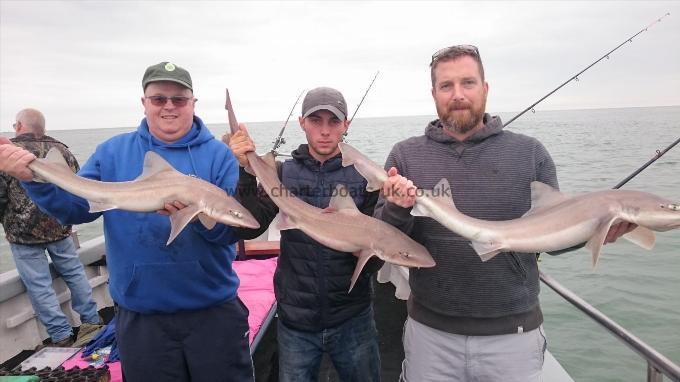 10 lb Starry Smooth-hound by Dan,Nigel and steve