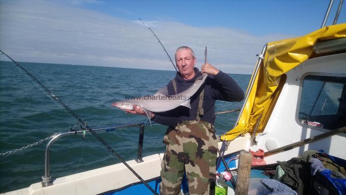 10 lb Starry Smooth-hound by Unknown