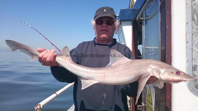 11 lb 9 oz Smooth-hound (Common) by Steve from Kent