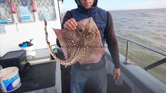 6 lb 9 oz Thornback Ray by Dan from Kent