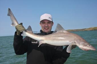 14 lb Starry Smooth-hound by Arturs mate :)
