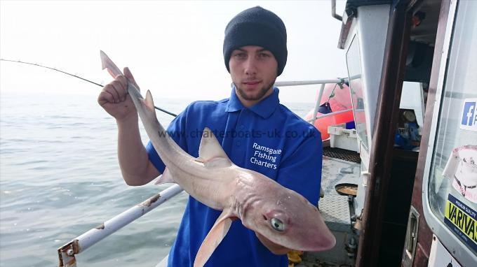 6 lb 8 oz Starry Smooth-hound by Dan from ramsgate