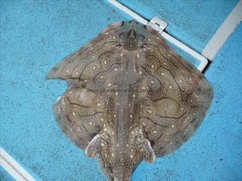 15 lb 4 oz Undulate Ray by Keith Trim