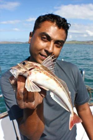 12 oz Grey Gurnard by Sal