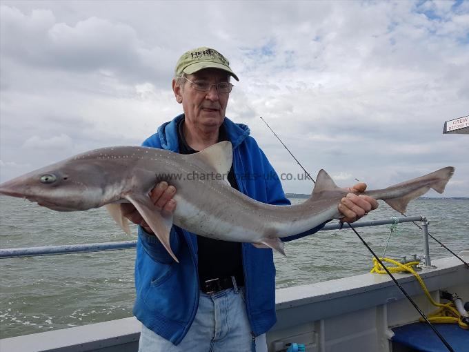 17 lb 7 oz Starry Smooth-hound by Larry