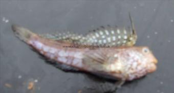 1 oz Butterfly Blenny by Wayne Frapple