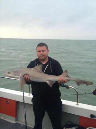 12 lb Smooth-hound (Common) by Unknown