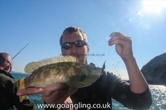 2 lb Ballan Wrasse by Eric