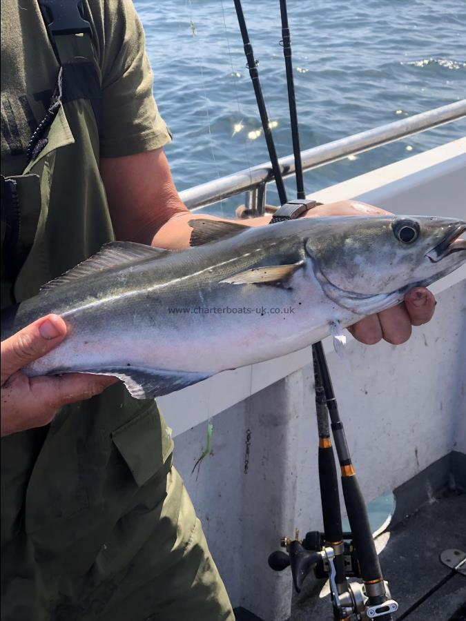 4 lb Coalfish (Coley/Saithe) by Unknown