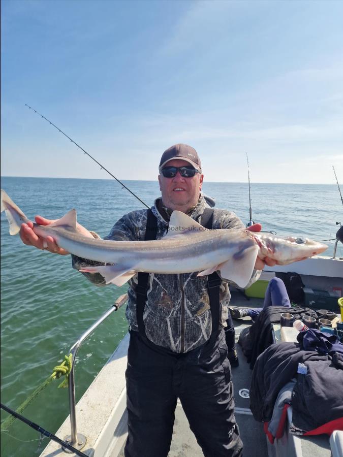 8 lb 5 oz Smooth-hound by Unknown