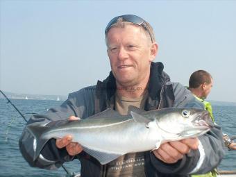 3 lb Coalfish (Coley/Saithe) by Kev