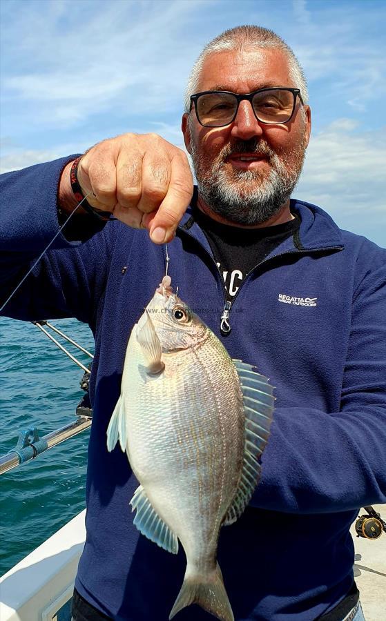 2 lb Black Sea Bream by John