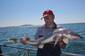 17 lb Starry Smooth-hound by Ray