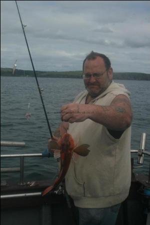 3 lb Tub Gurnard by Unknown