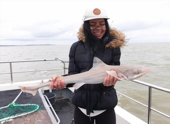 7 lb Starry Smooth-hound by Bob Marshall