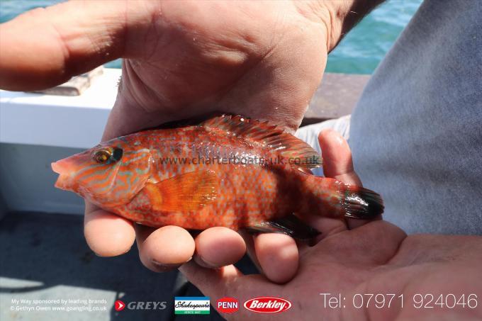 4 lb Corkwing Wrasse by Mark
