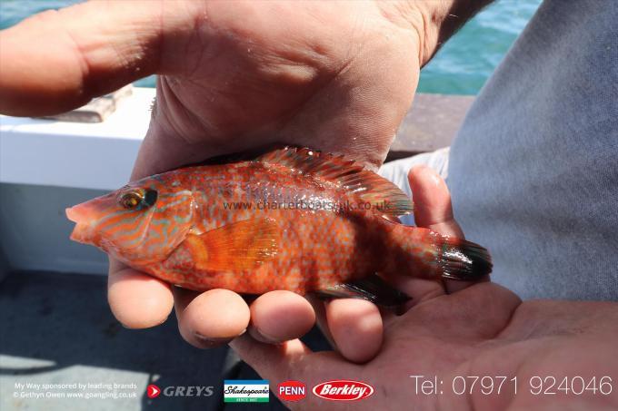 4 lb Corkwing Wrasse by Mark