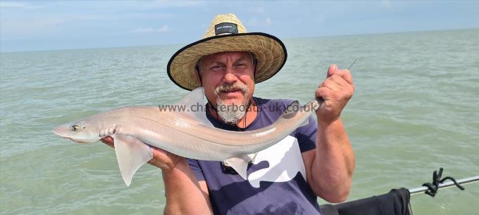 6 lb Starry Smooth-hound by Lukas