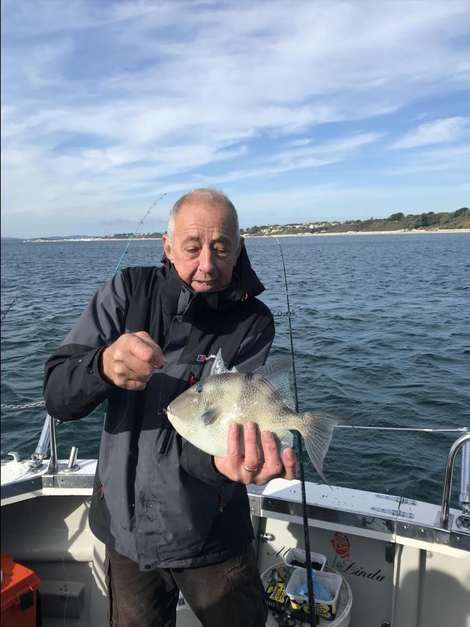 2 lb 4 oz Trigger Fish by Ian