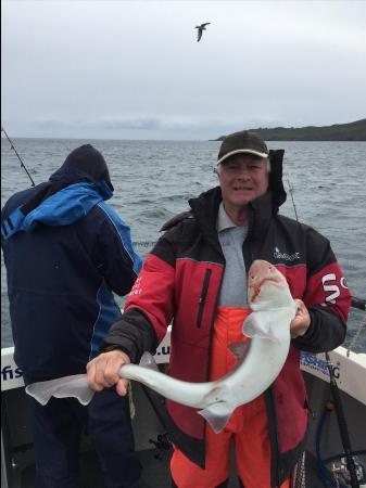 8 lb 10 oz Smooth-hound by Pete Flavell