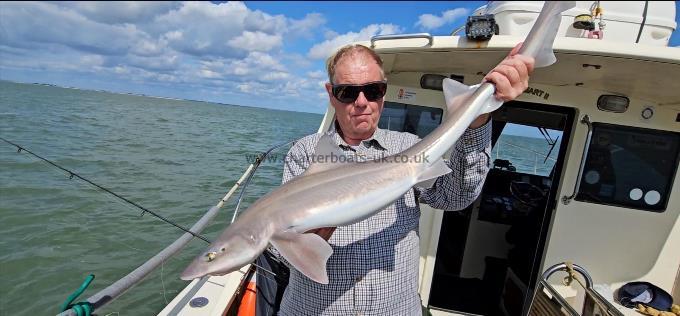 12 lb Smooth-hound by Dave