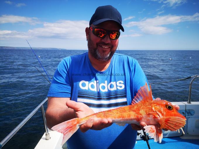 1 lb 8 oz Red Gurnard by Kev Lindup