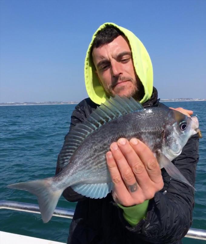 2 lb Black Sea Bream by Unknown