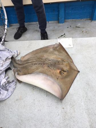 16 lb Stingray (Common) by Unknown