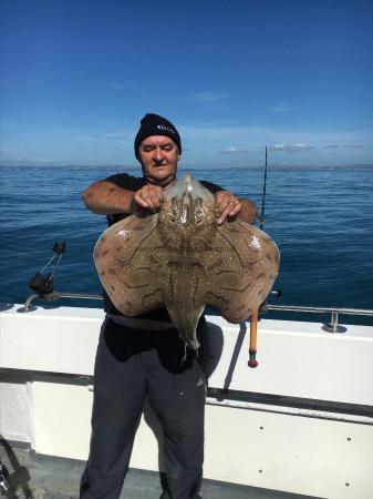 14 lb Undulate Ray by Unknown