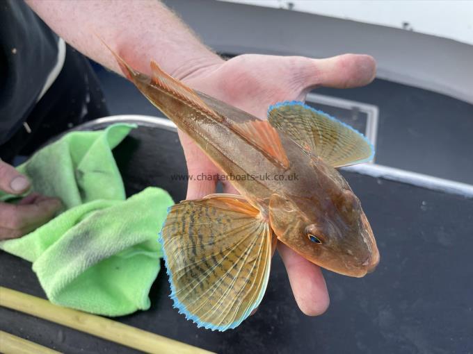 1 lb 1 oz Tub Gurnard by Unknown