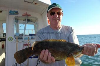 2 lb 11 oz Ballan Wrasse by Al