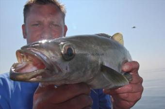 3 lb Pollock by Tojo