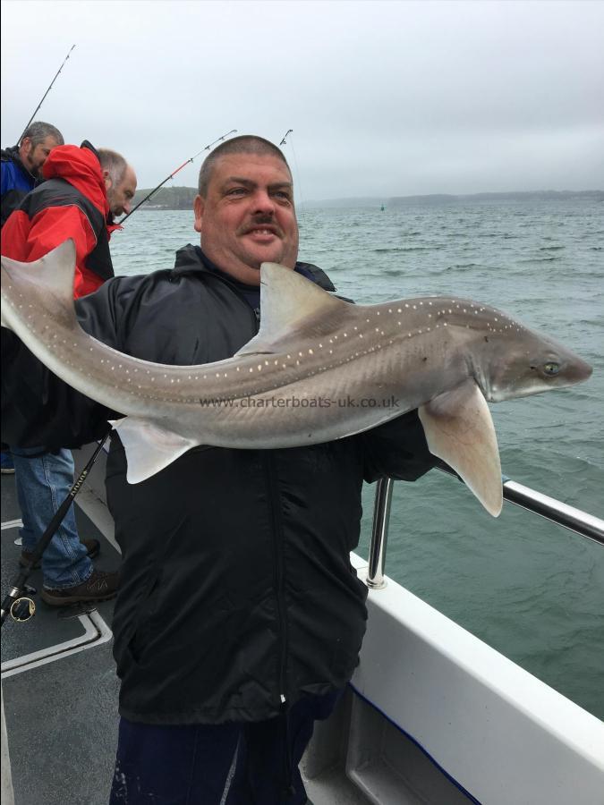 22 lb Starry Smooth-hound by Unknown