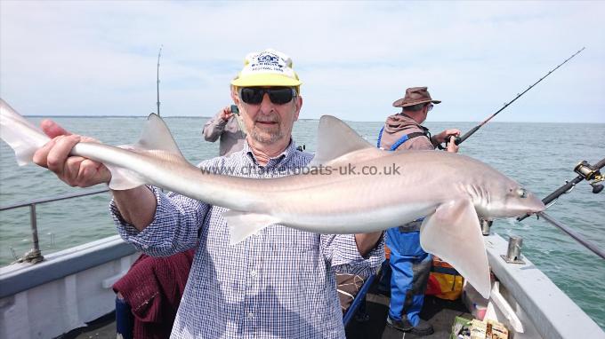 7 lb 4 oz Starry Smooth-hound by Pete from Canterbury