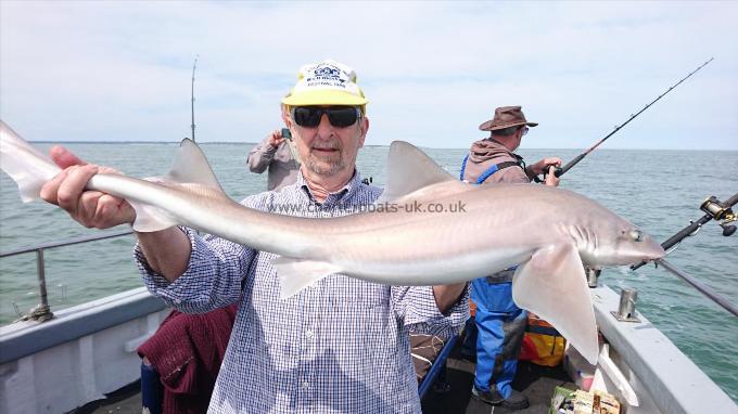 7 lb 4 oz Starry Smooth-hound by Pete from Canterbury