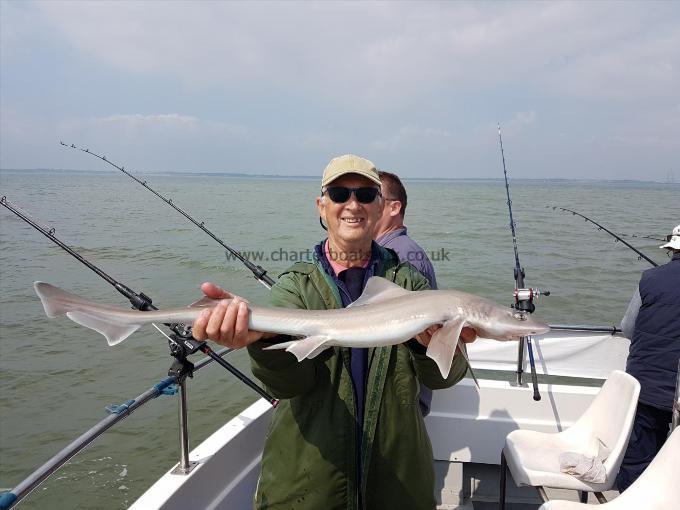 6 lb Starry Smooth-hound by Terry from Rugby