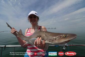 7 lb Starry Smooth-hound by Amelia