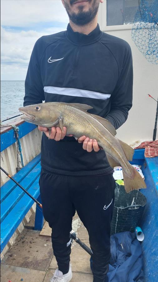 4 lb 10 oz Cod by Unknown