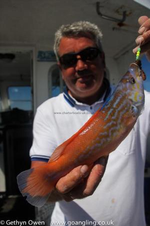 1 lb Cuckoo Wrasse by Dave