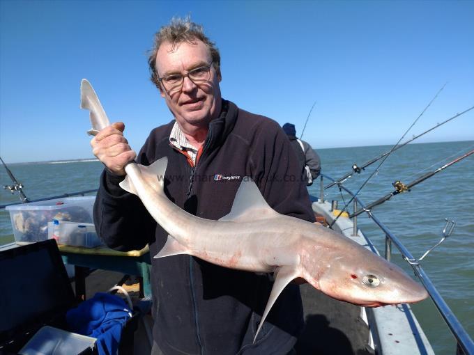 10 lb Starry Smooth-hound by Richard