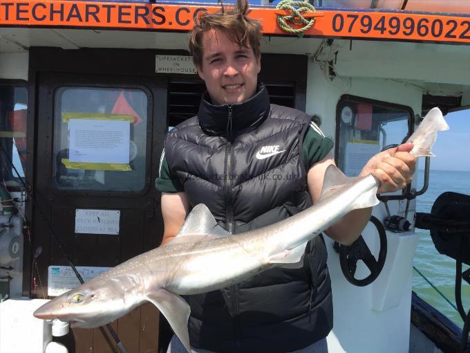 7 lb Smooth-hound by Unknown