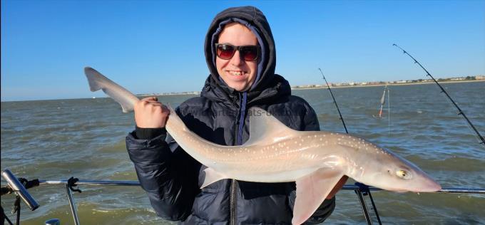 7 lb 1 oz Starry Smooth-hound by Owen