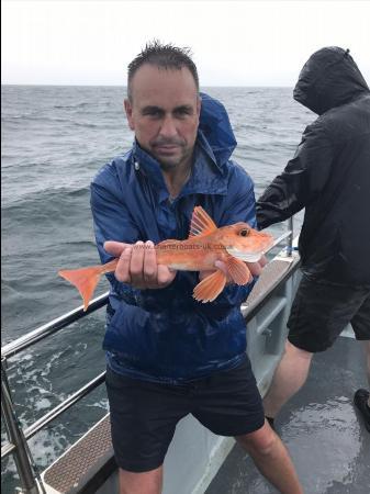 1 lb 12 oz Tub Gurnard by Unknown