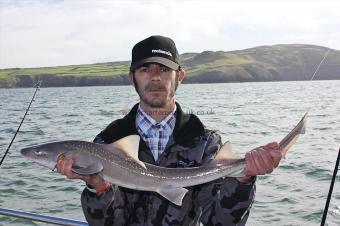 7 lb Starry Smooth-hound by Carl