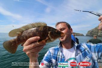 1 lb Ballan Wrasse by Nai