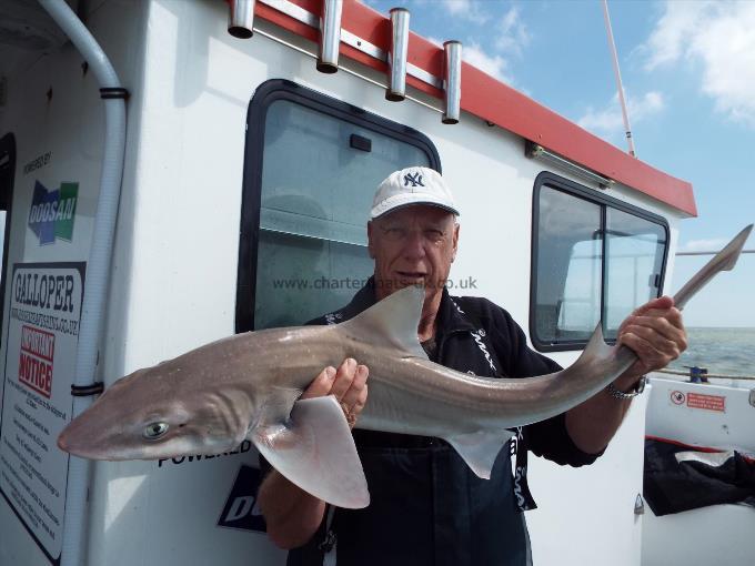 2 oz Smooth-hound by Unknown