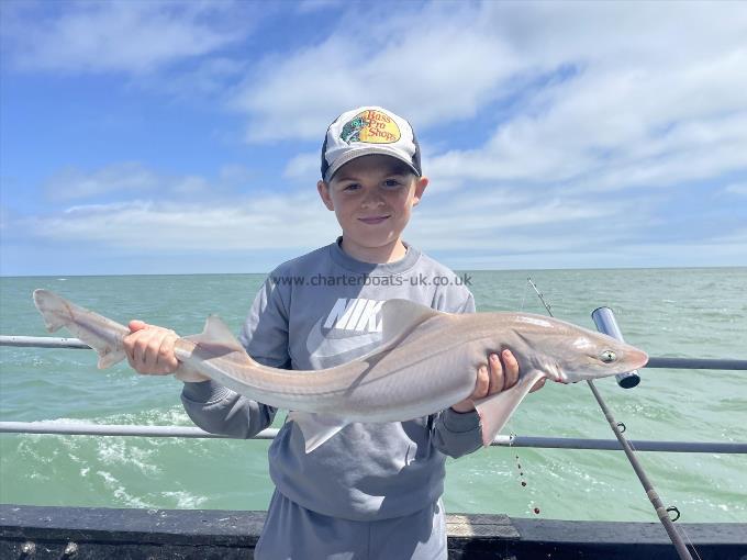 9 lb Starry Smooth-hound by Unknown